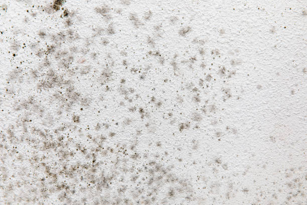 Best Forensic Mold Investigation  in Miamisburg, OH